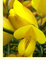Утесник европейский (Ulex europaeus) Утесник европейский (Ulex europaeus)
